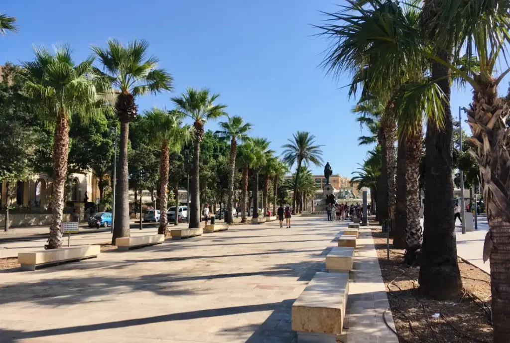 Valletta pálmafák